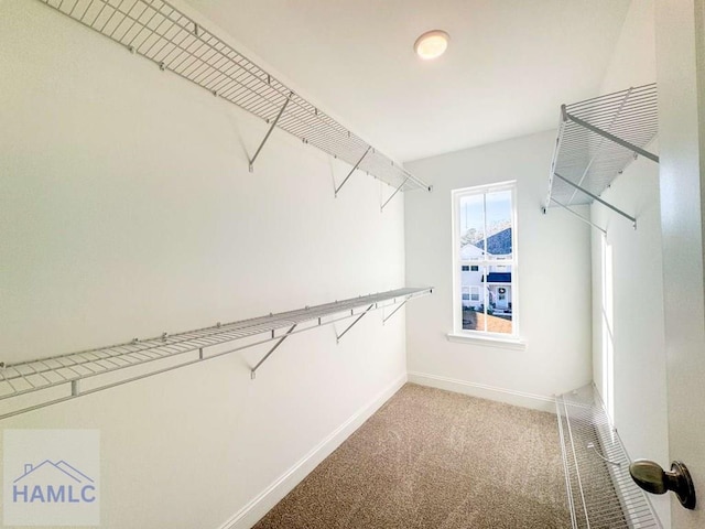 spacious closet featuring carpet