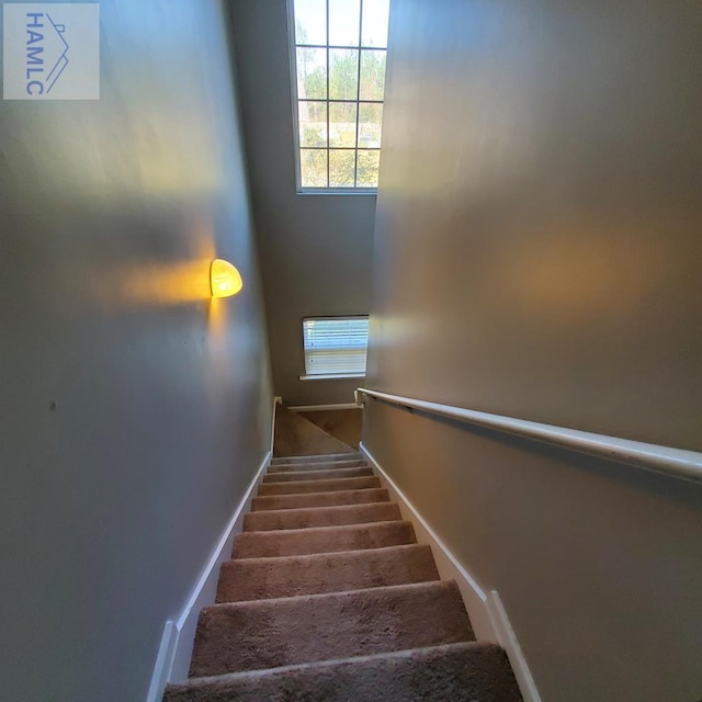 staircase featuring carpet floors