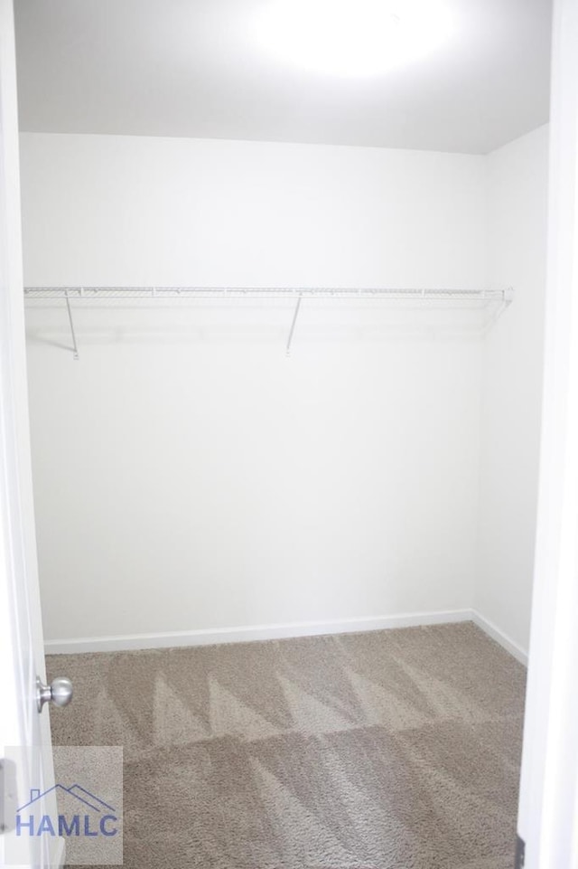 spacious closet featuring carpet