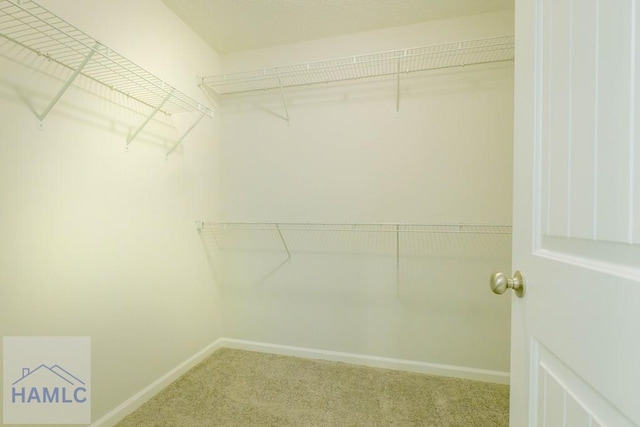 spacious closet featuring carpet floors