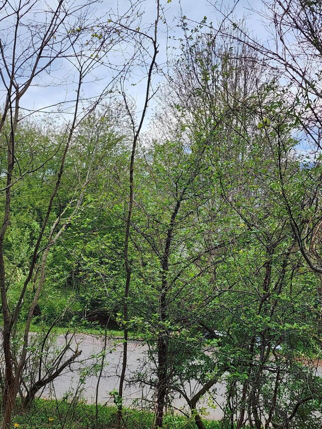 TBD Laurelwood Ln, Mountain City, TN 37683 - photo 13