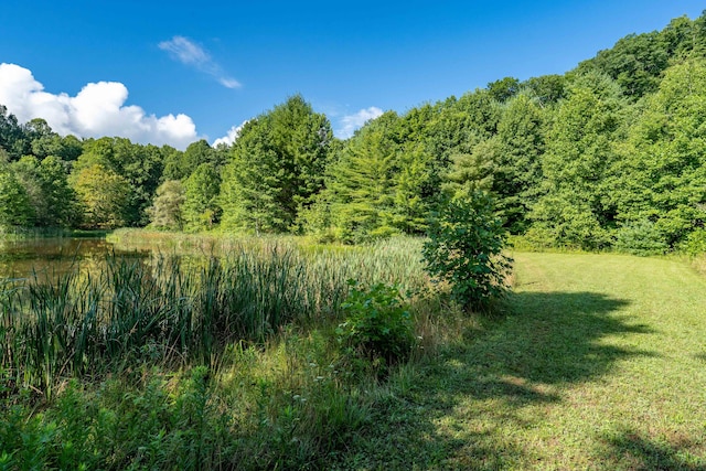 view of local wilderness