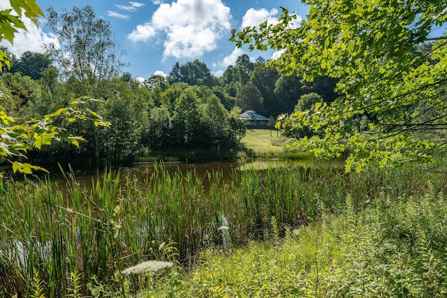 view of local wilderness