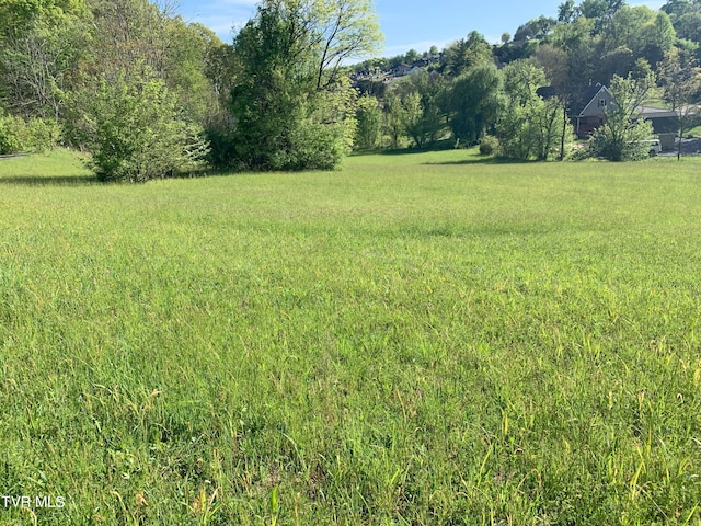 view of local wilderness