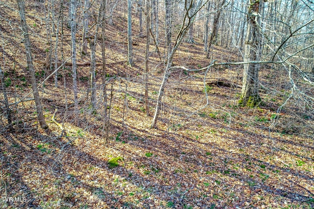 view of local wilderness