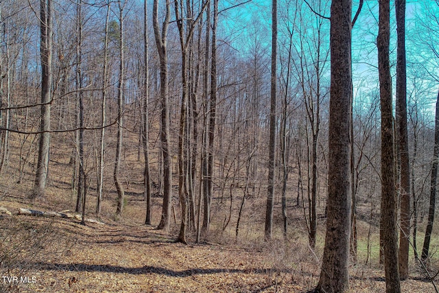 view of local wilderness