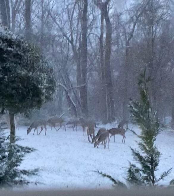 570 Stephen Brooks Rd, Greeneville, TN 37743 - view of snowy view