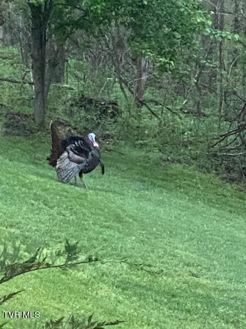 570 Stephen Brooks Rd, Greeneville, TN 37743 - view of yard