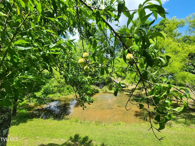 view of local wilderness with a water view