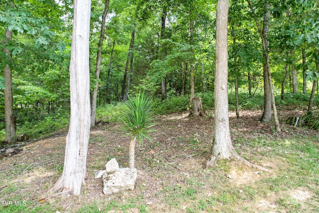2044 Pigeon Creek Rd, Greeneville, TN 37743 - view of yard