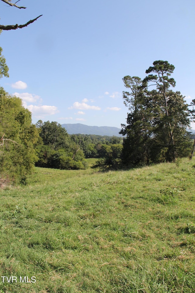 view of local wilderness