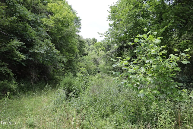 view of local wilderness