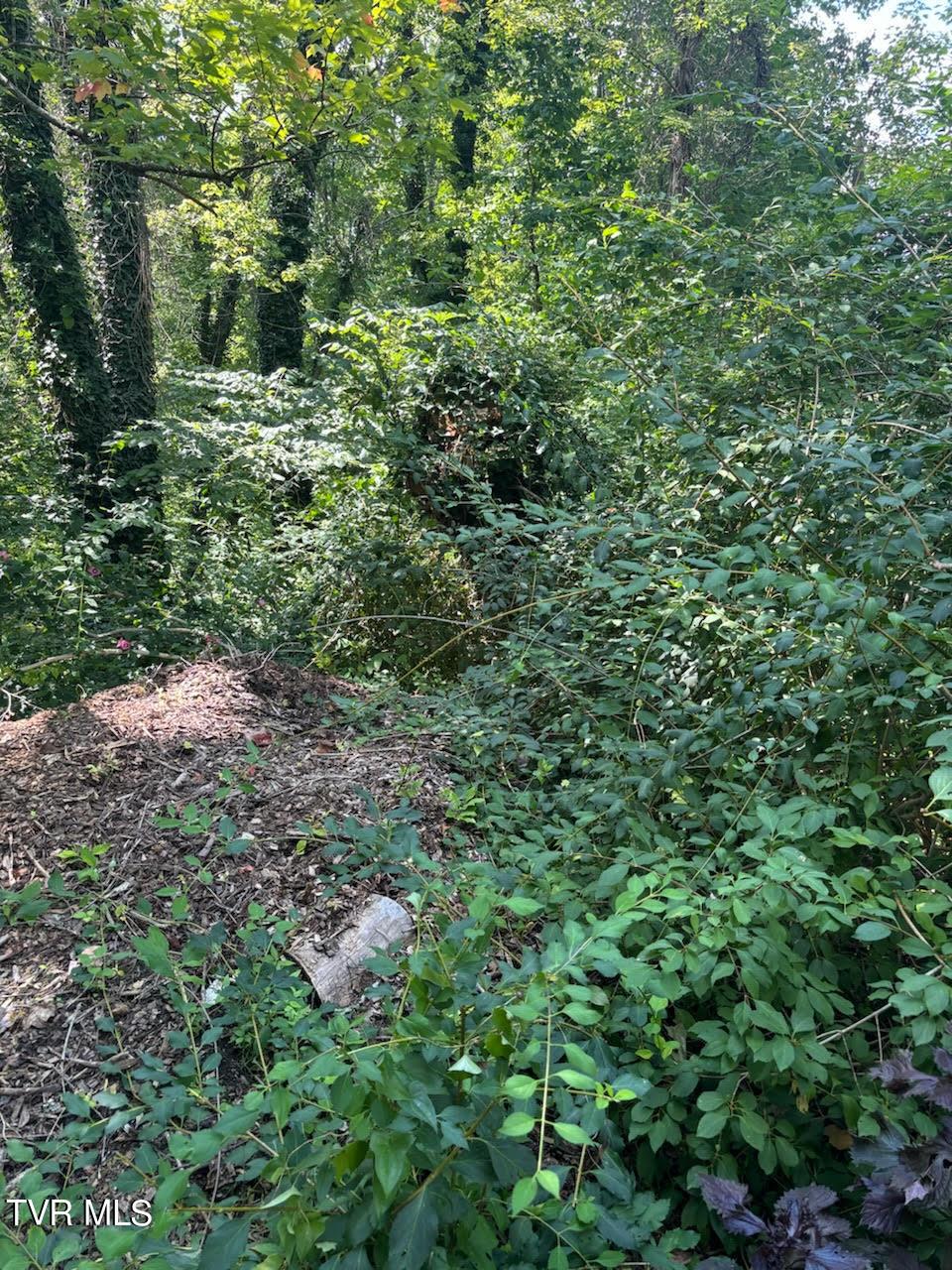TR14 Pine Forest Ln, Johnson City, TN 37601 - photo 2