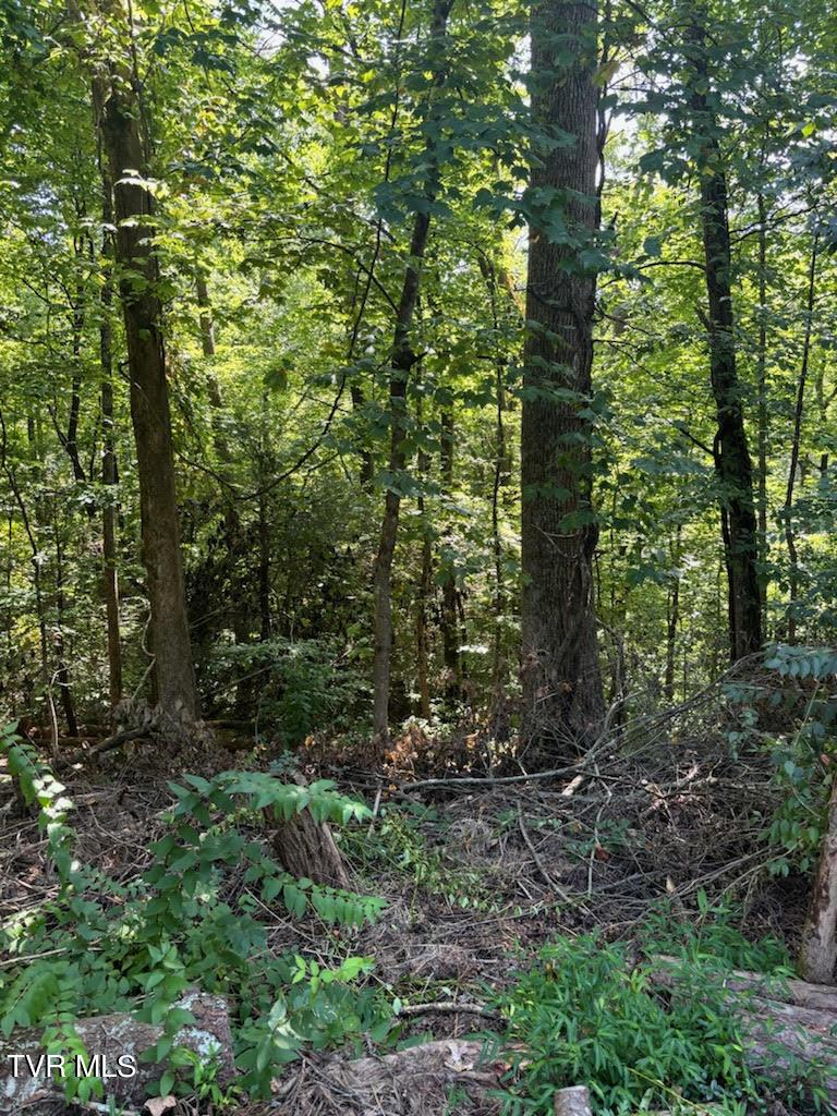 TR14 Pine Forest Ln, Johnson City, TN 37601 - photo 3
