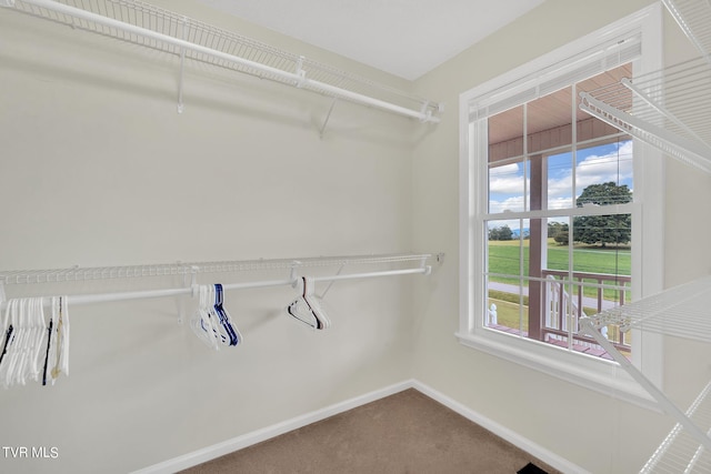 walk in closet featuring carpet flooring