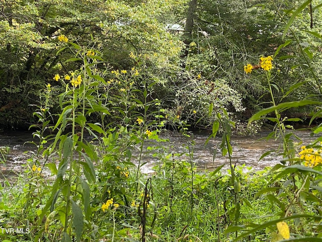 view of local wilderness