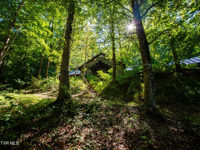 view of local wilderness