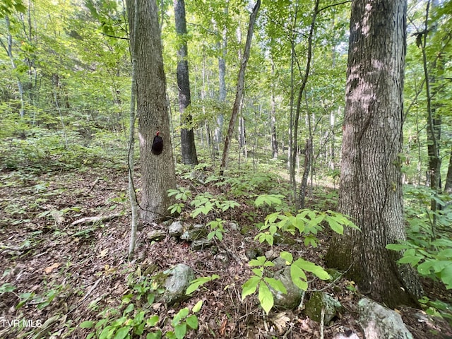 view of nature with a view of trees