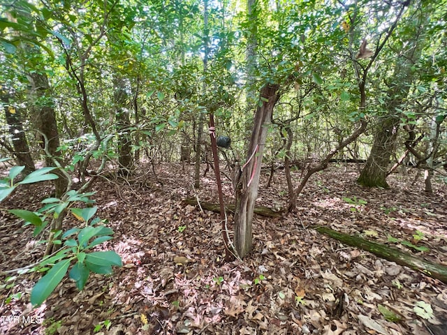 view of local wilderness