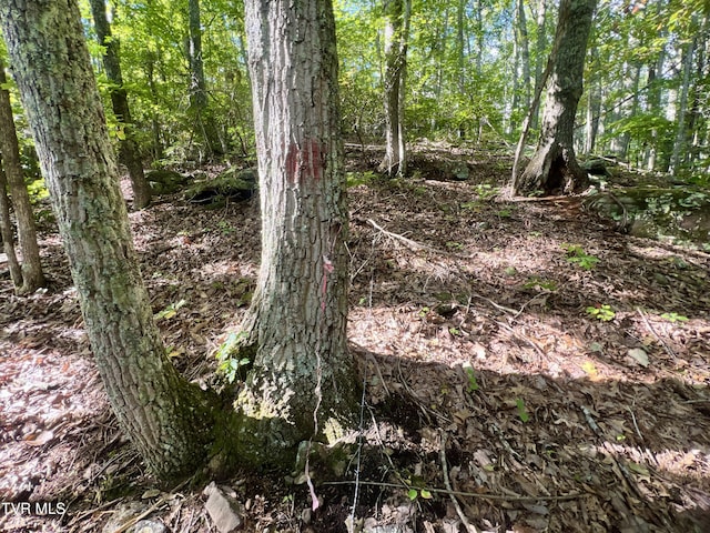 view of local wilderness with a wooded view