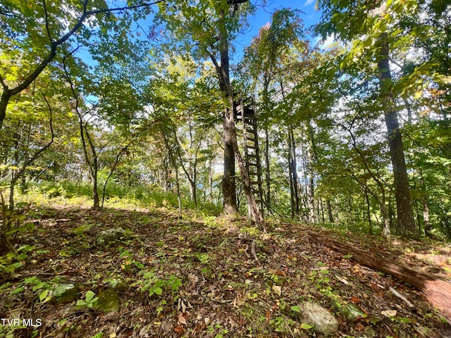 view of local wilderness