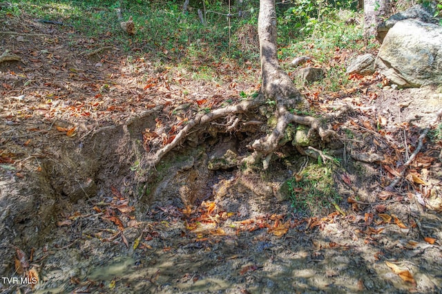 view of local wilderness