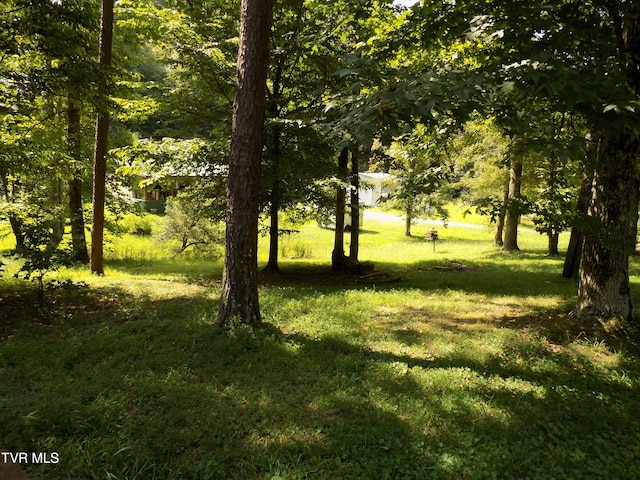 view of local wilderness