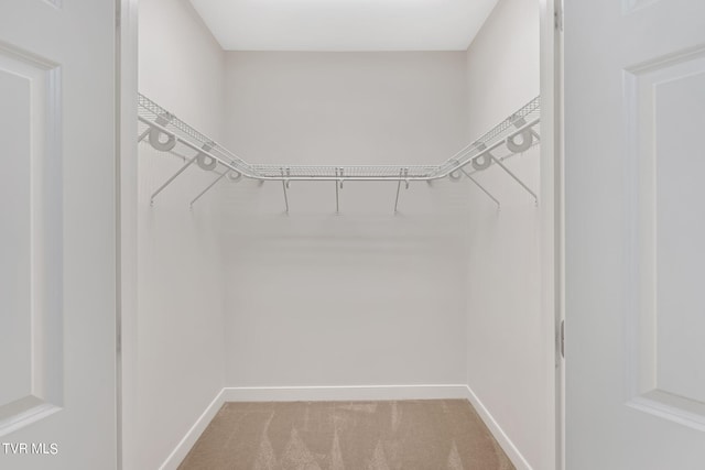 spacious closet featuring carpet floors