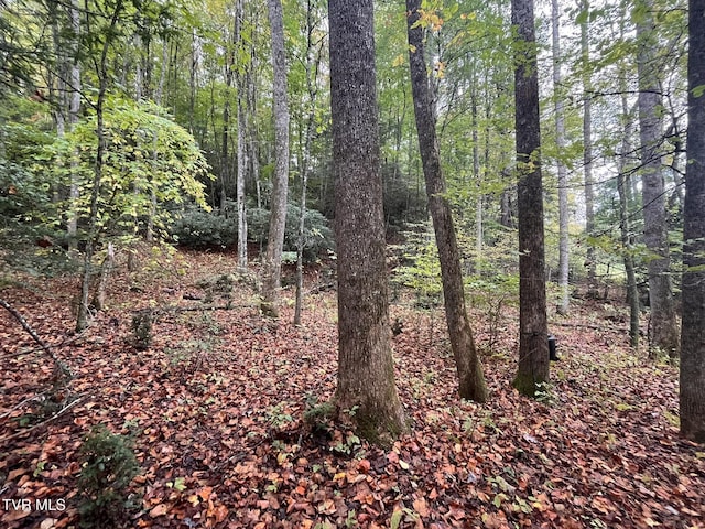 view of local wilderness with a wooded view