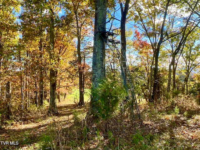 view of local wilderness