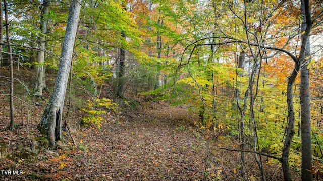 view of local wilderness