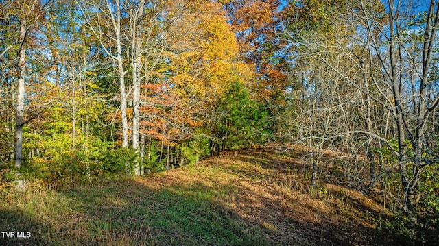 view of local wilderness