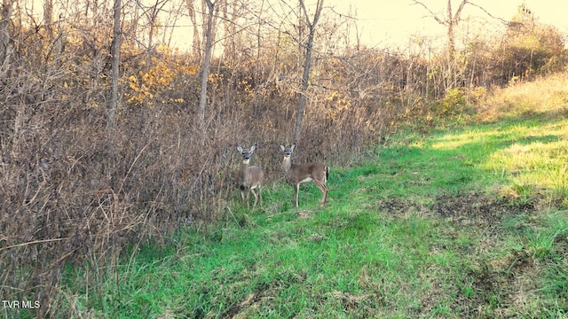 view of local wilderness