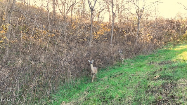 view of local wilderness