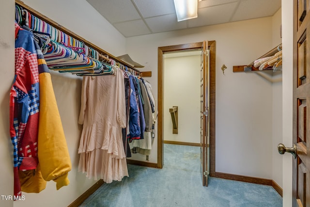 walk in closet with a drop ceiling and carpet floors