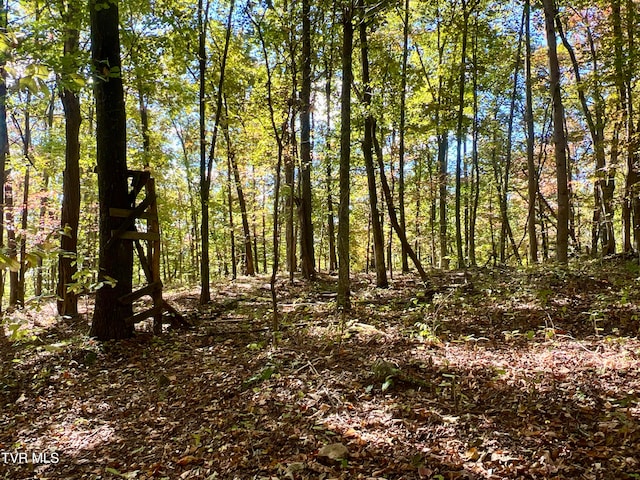 view of local wilderness