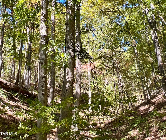 view of local wilderness