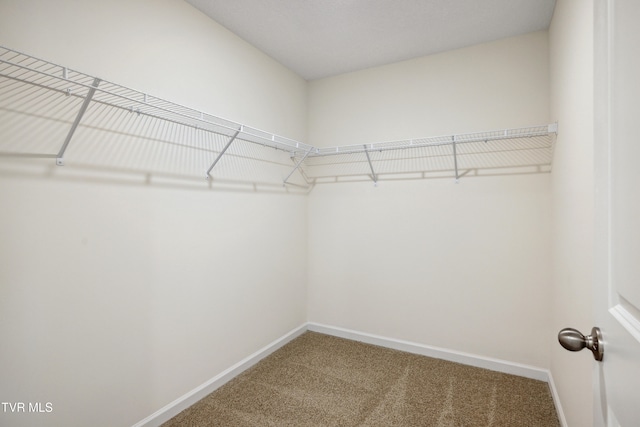 spacious closet with carpet floors