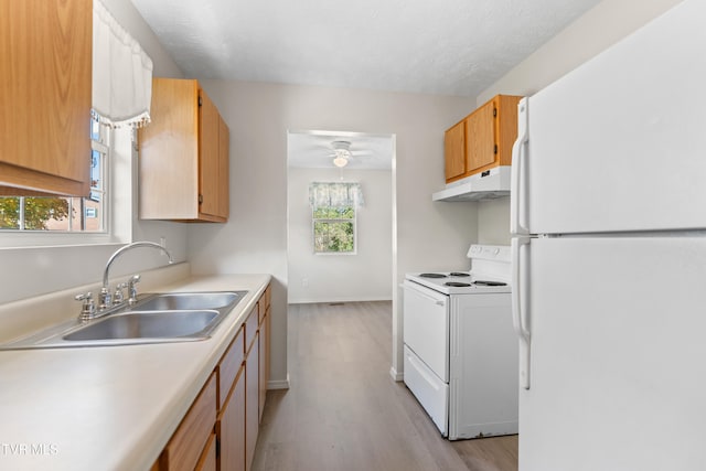 kitchen featuring white appliances, a healthy amount of sunlight, sink, and light wood-type flooring