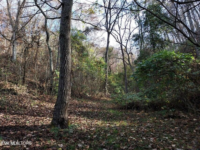 view of local wilderness