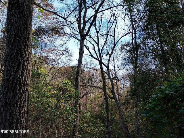 view of local wilderness