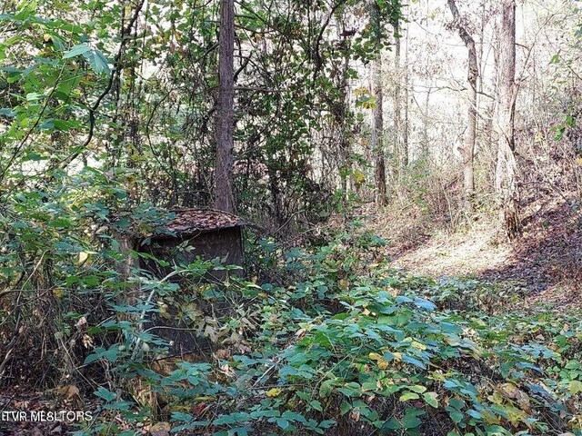 view of local wilderness