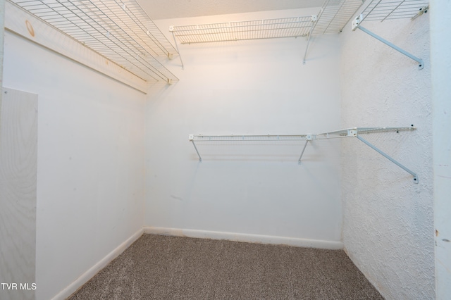 spacious closet featuring carpet