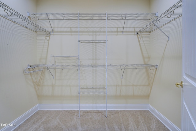 spacious closet featuring carpet flooring