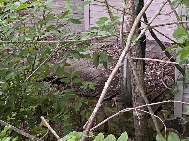 view of local wilderness