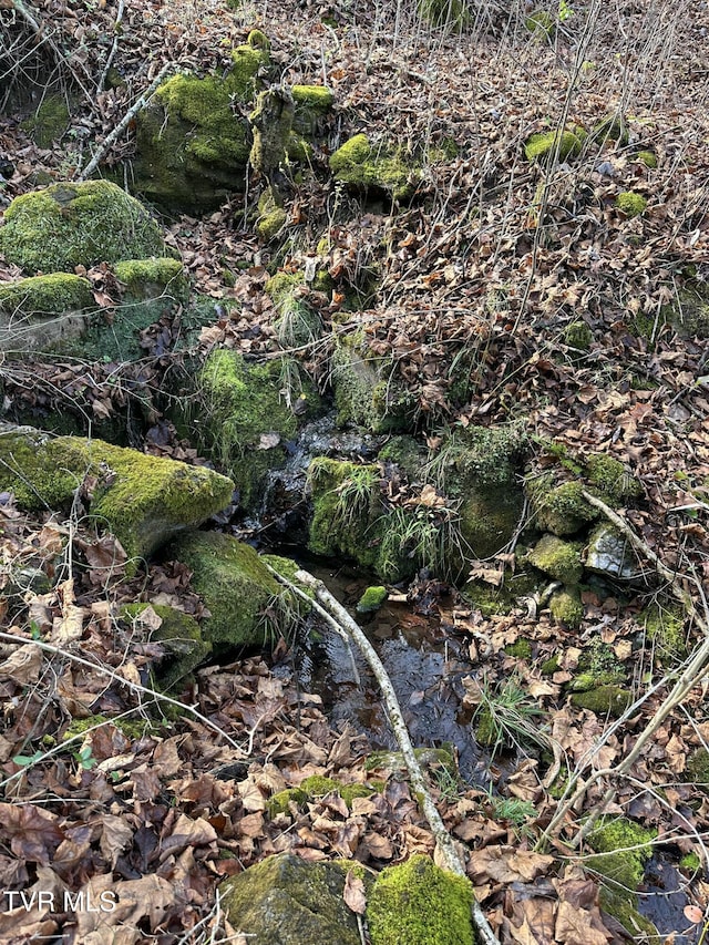 view of local wilderness