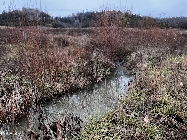 view of local wilderness