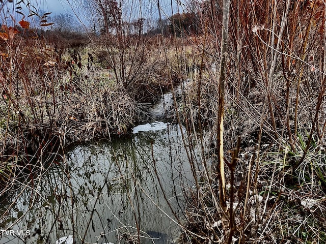 view of local wilderness