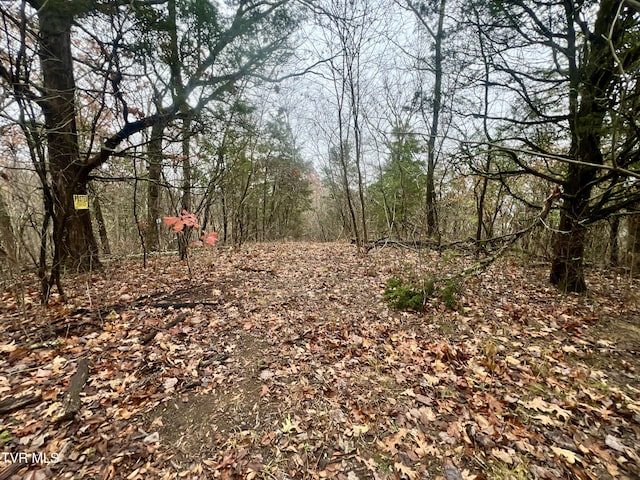 view of local wilderness