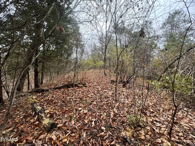 view of local wilderness